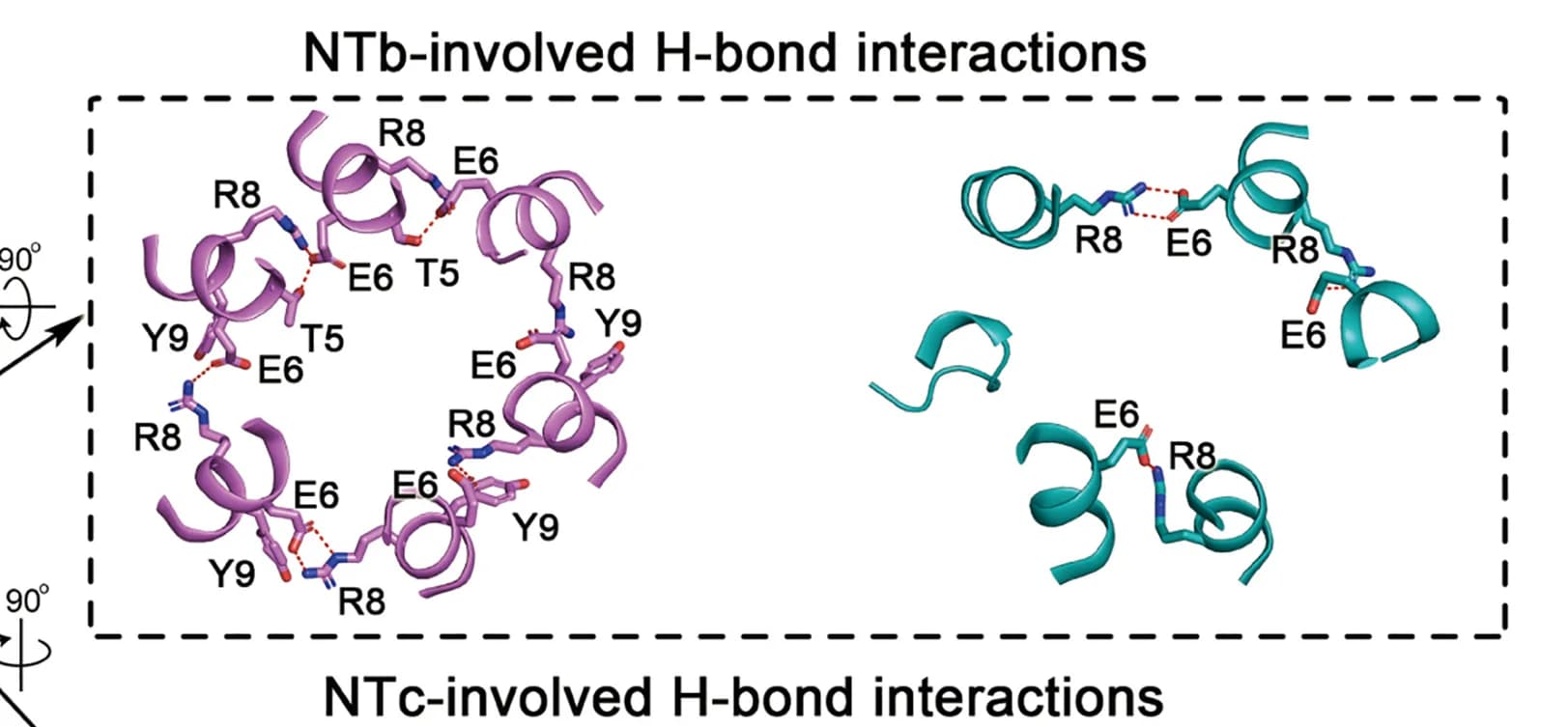 Open access visualization of Protein Structure, Chemical Structure, Inter-Subunit Interactions, Intra-Subunit Interactions, NTb