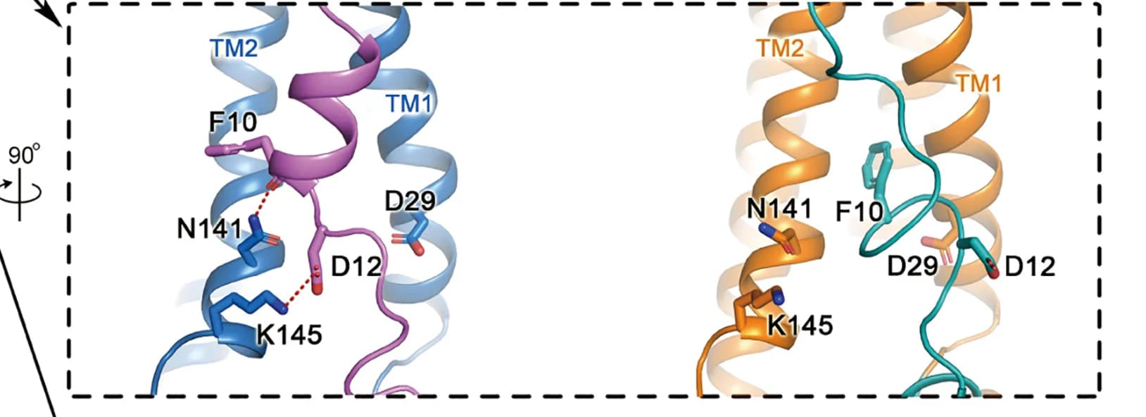 Open access visualization of Protein Structure, Inter-Subunit Interactions, Intra-Subunit Interactions, NTb, NTc