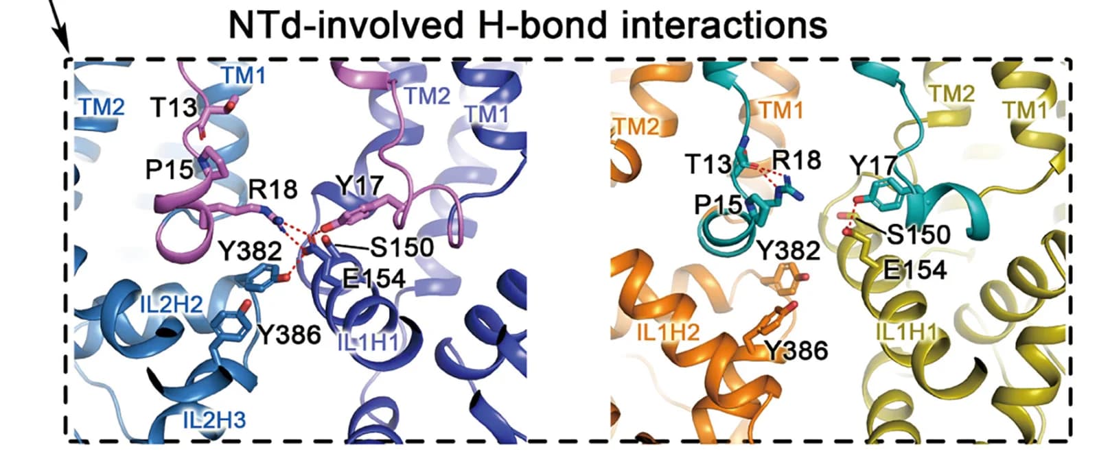Open access visualization of Protein Structure, Inter-Subunit Interactions, Intra-Subunit Interactions, NTb, NTc