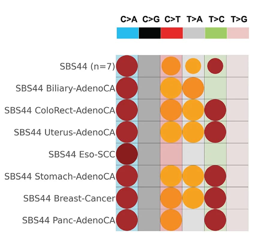 Open access visualization of Bubble Plot, Replication Strand Asymmetries, Single-Base Substitution 44, Cancer Types