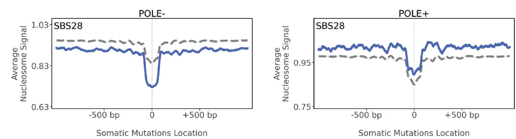 Open access visualization of Line Plot, Nucleosome Occupancy, SBS28, POLE- samples, POLE+ samples