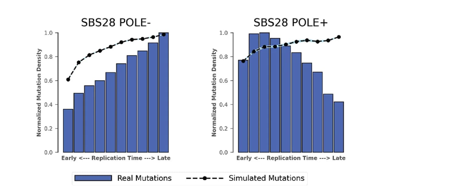 Open access visualization of Bar Plot, Line Plot, Replication Timing, SBS28, POLE- samples