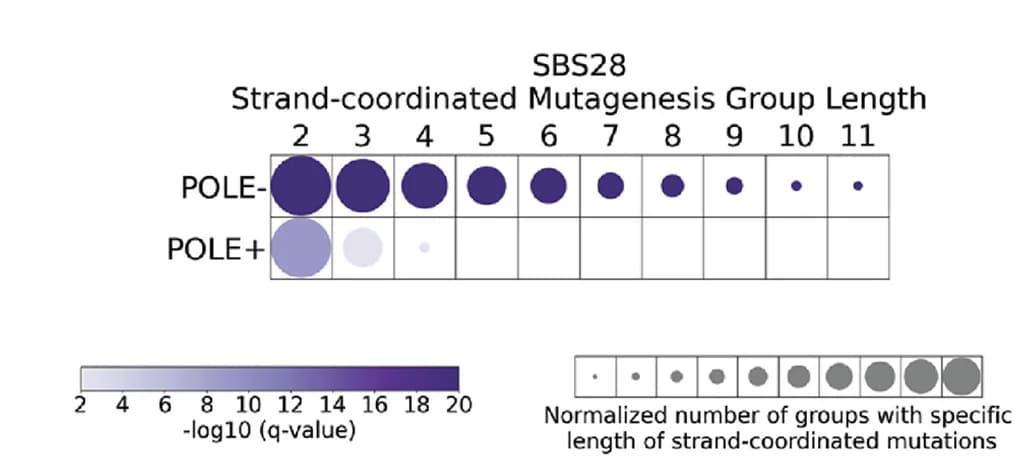 Open access visualization of Bubble Plot, Strand-coordinated Mutagenesis, SBS28, POLE- samples, POLE+ samples