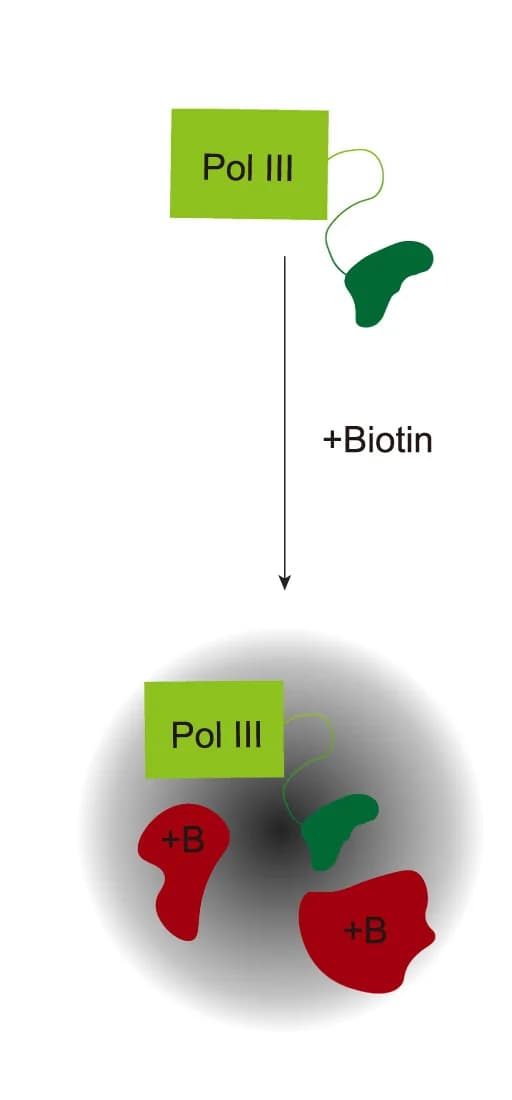 Open access visualization of Workflow, Illustration, Protein proximity labeling, TurboID