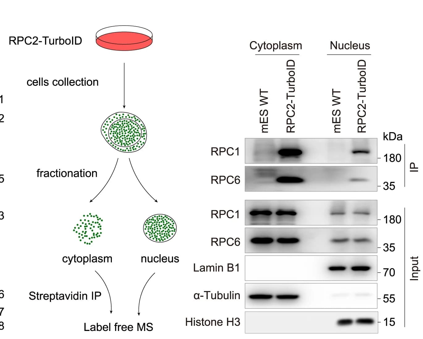 Open access visualization of Microscopy, Gel, Workflow, Cellular fractionation, Streptavidin IP