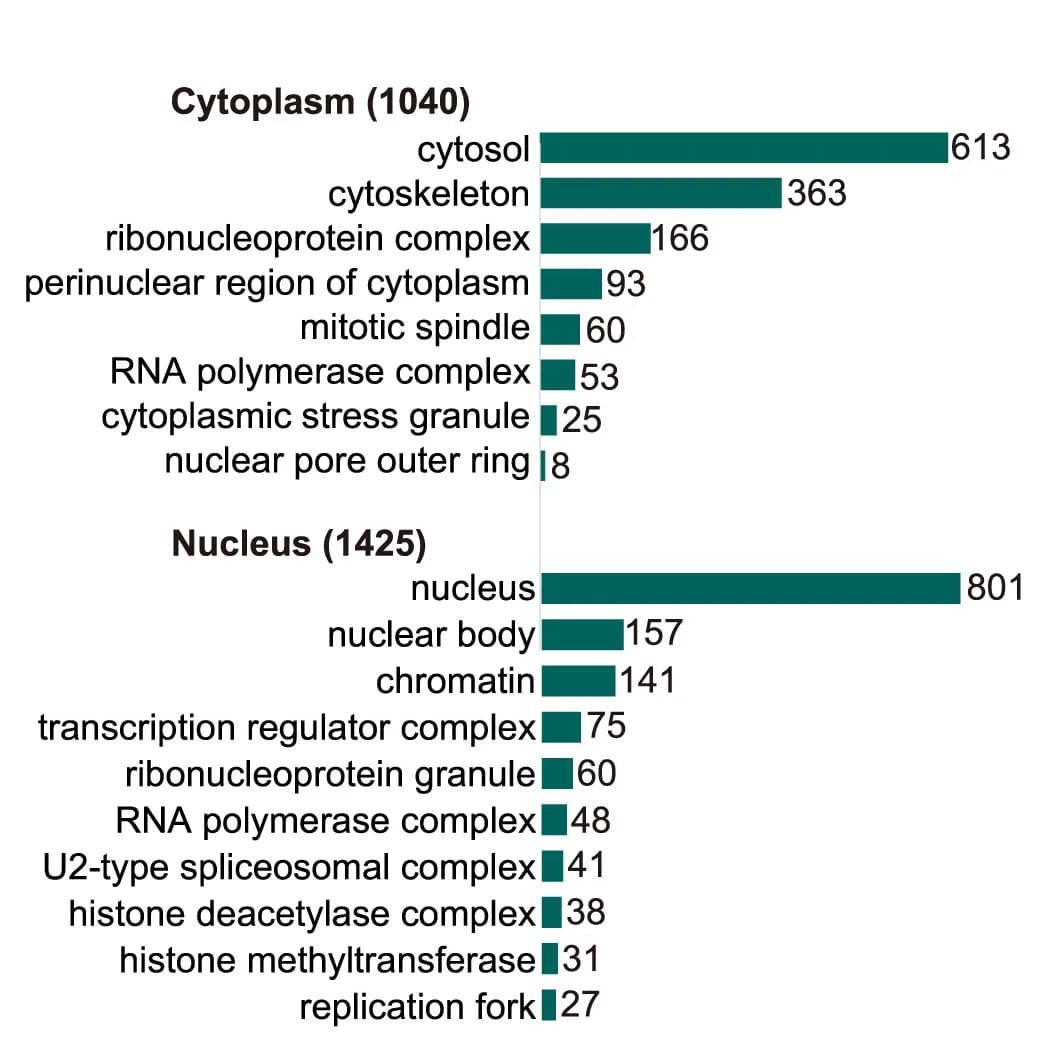 Open access visualization of Bar Plot, Gene ontology analysis, Proteomics, RPC2 TurboID-MS