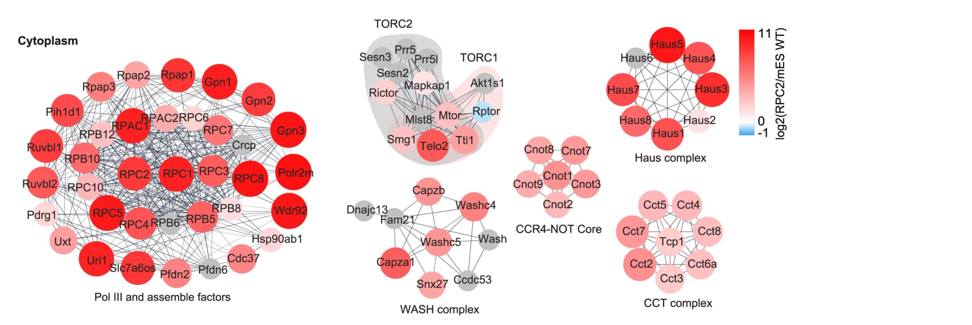 Open access visualization of Network, Pathway, Pol III assembly, Pol III regulation, Cytoplasmic RPC2 TurboID-MS