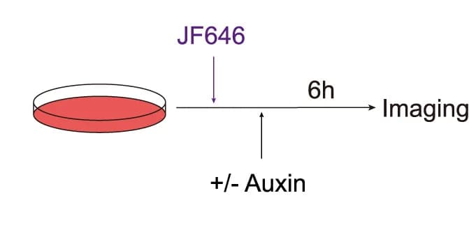 Open access visualization of Workflow, Flowchart, HaloTag Labeling, JF646 Ligand, Imaging