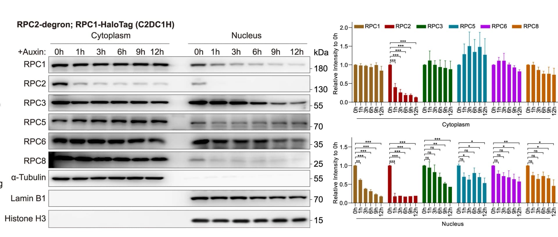 Open access visualization of Bar Plot, Error Bars, Gel, Pol III Subunit, RPC2 Depletion