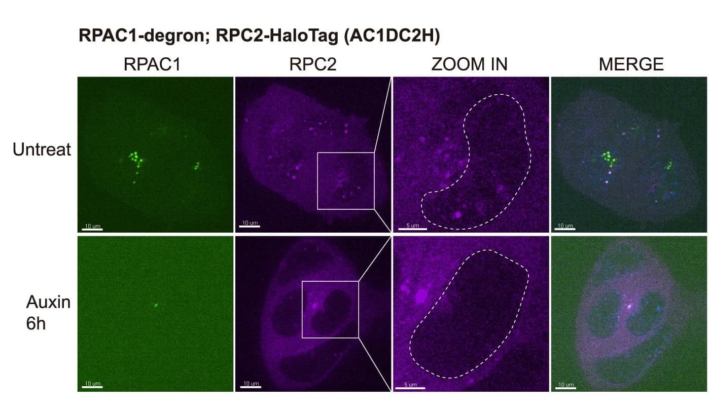 Open access visualization of Microscopy, Live Cell Imaging, Pol III, Subunit Degradation, Nucleus