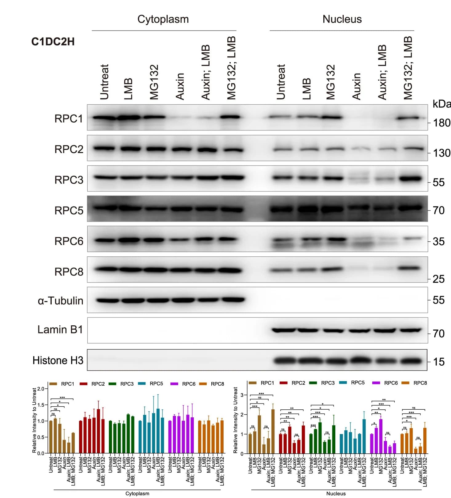 Open access visualization of Gel, Bar Plot, Error Bars, Cytoplasmic, Nuclear