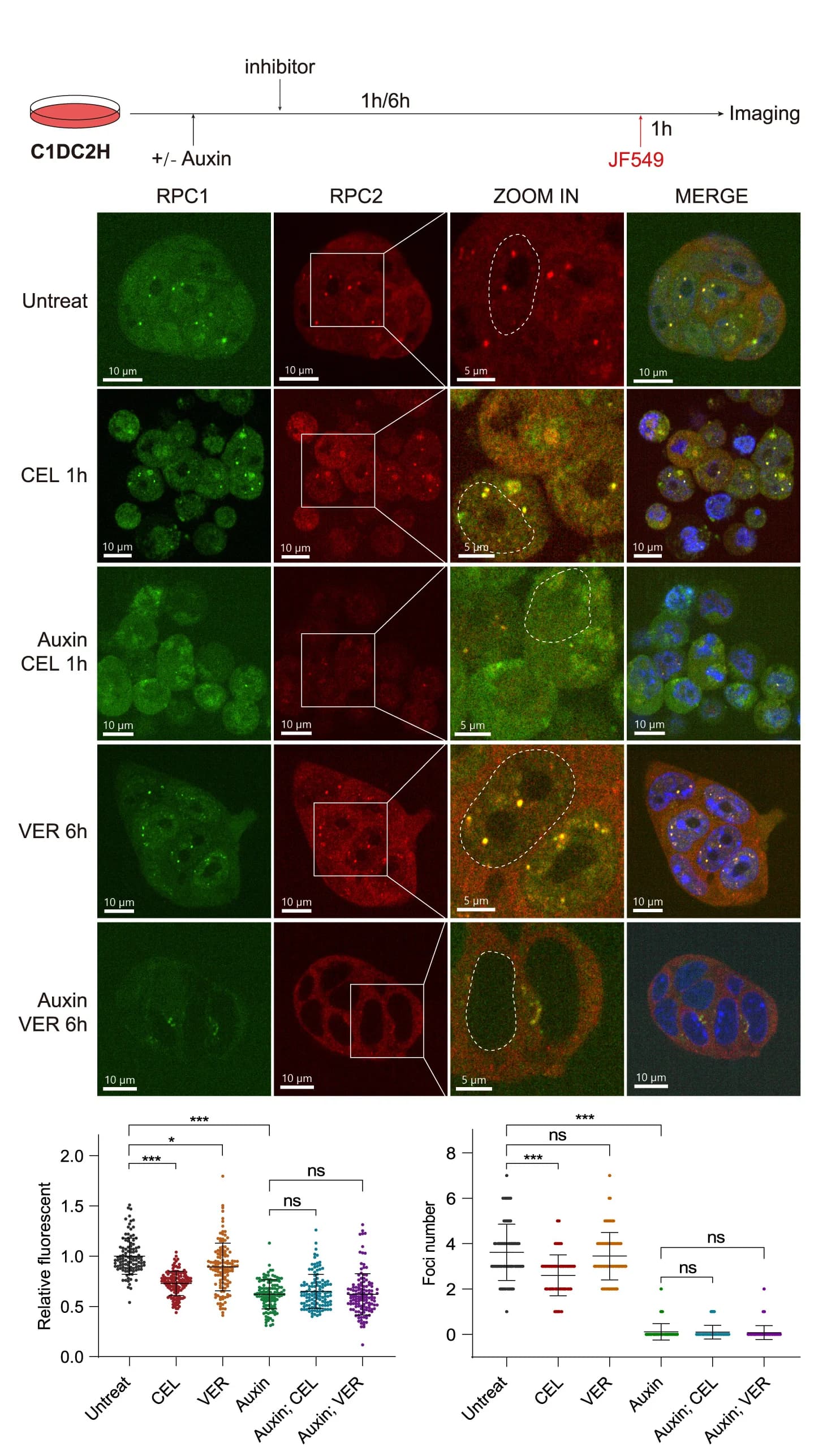 Open access visualization of Microscopy, Live-Cell Imaging, RPC1, RPC2, Celastrol