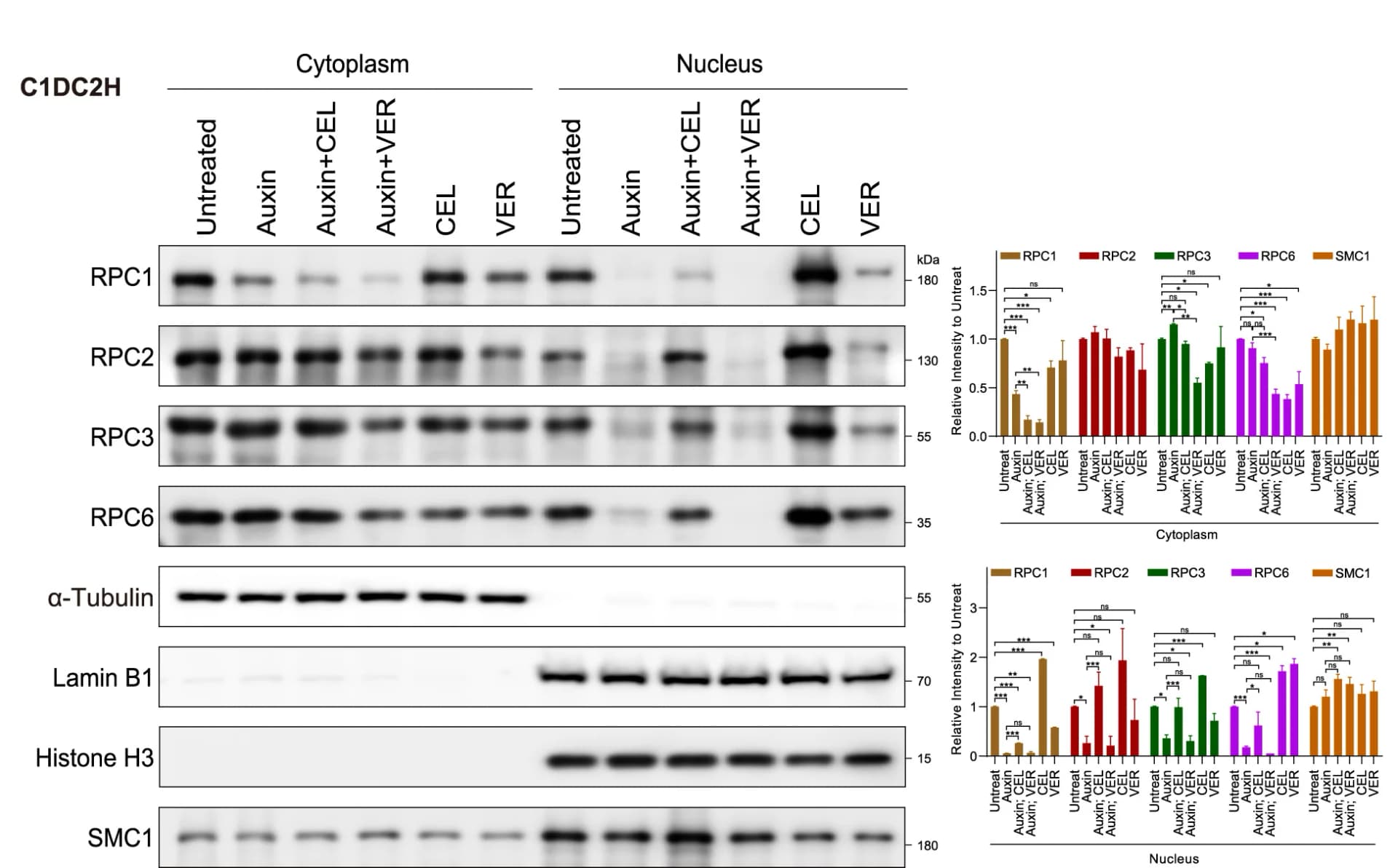 Open access visualization of Gel, Bar Plot, Error Bars, Cytoplasmic, Nuclear