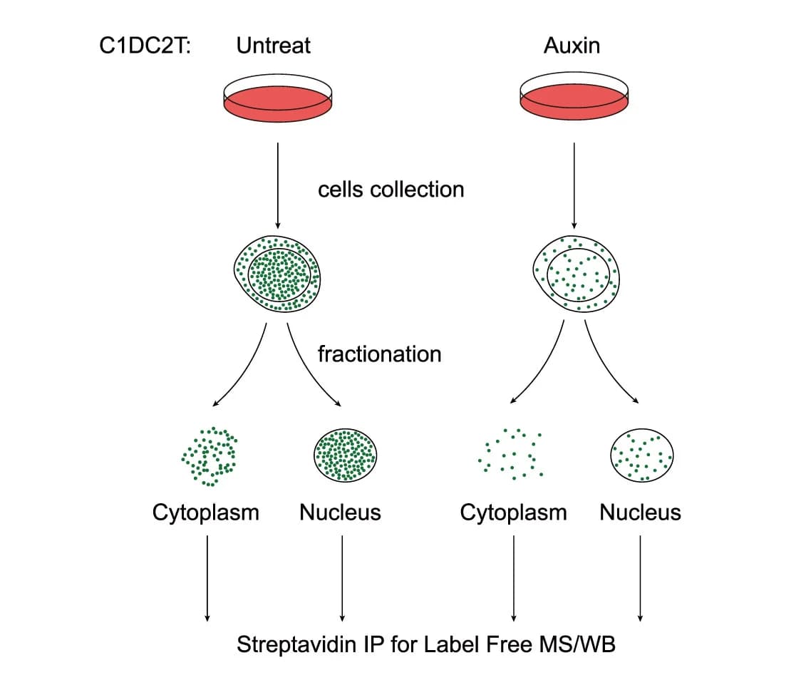 Open access visualization of Workflow, Flowchart, Illustration, Biotinylated Protein, Proteomics