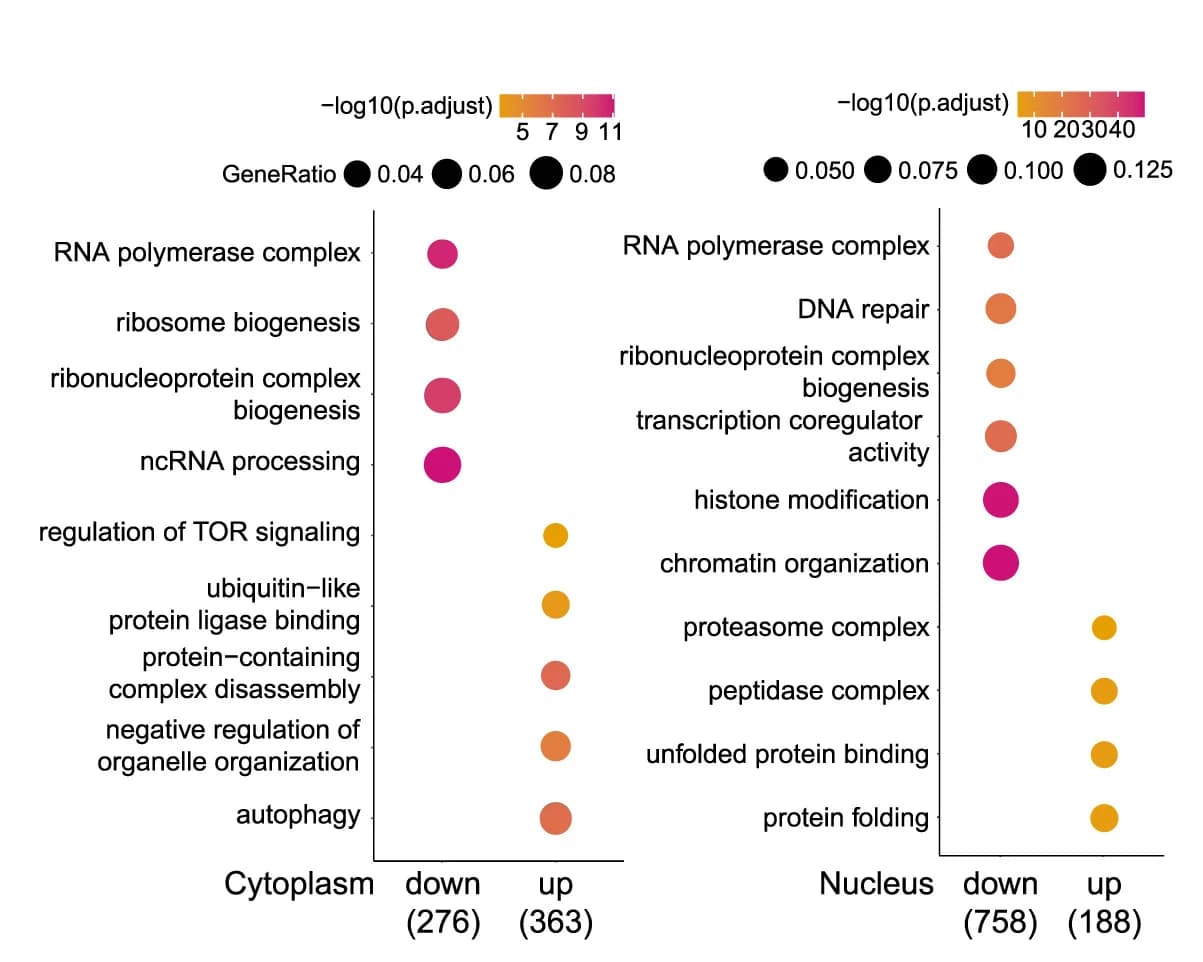 Open access visualization of Scatter Plot, Bubble Plot, Gene Ontology Analysis, RPC2, Proximity Labeling