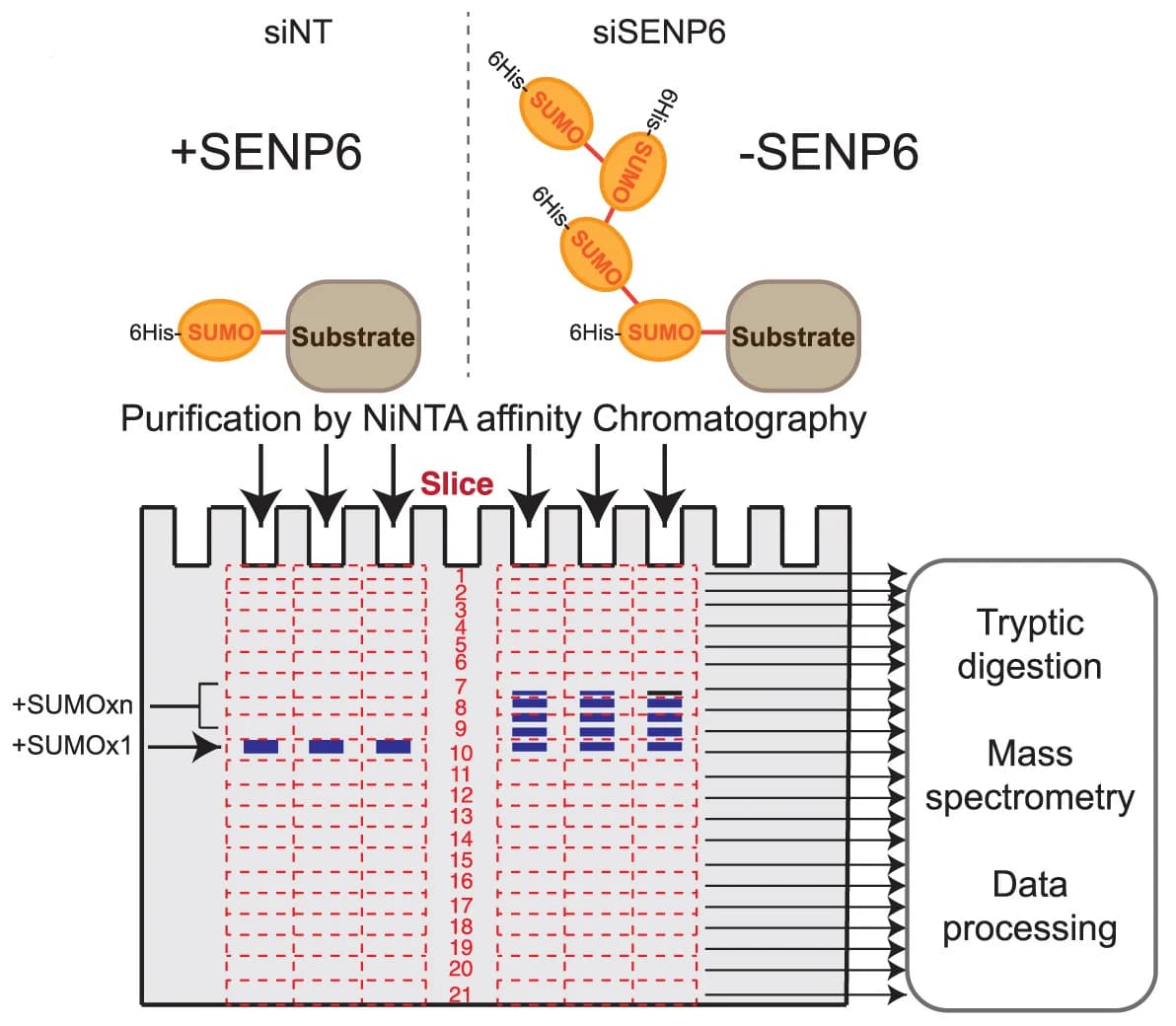 Open access visualization of Workflow, Gel, Proteomic Method, Electrophoretic Mobility, SUMOylation