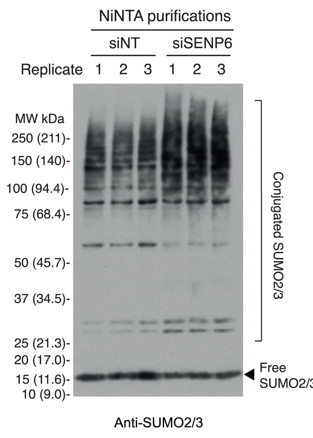 Open access visualization of Gel, SUMO2/3 Western Blot, NiNTA Purifications, 6His-SUMO2 Cells, siRNA Treatment