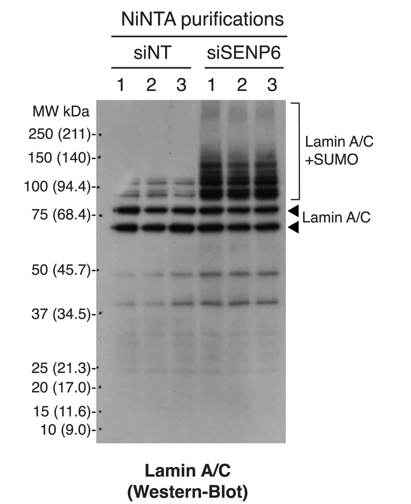 Open access visualization of Gel, Lamin A/C, Western Blot, NiNTA Purification, 6His-SUMO2 Cells
