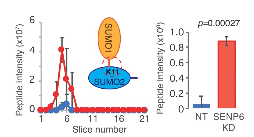 Open access visualization of Line Plot, Error Bars, Bar Plot, Peptide Intensity, SUMO-SUMO