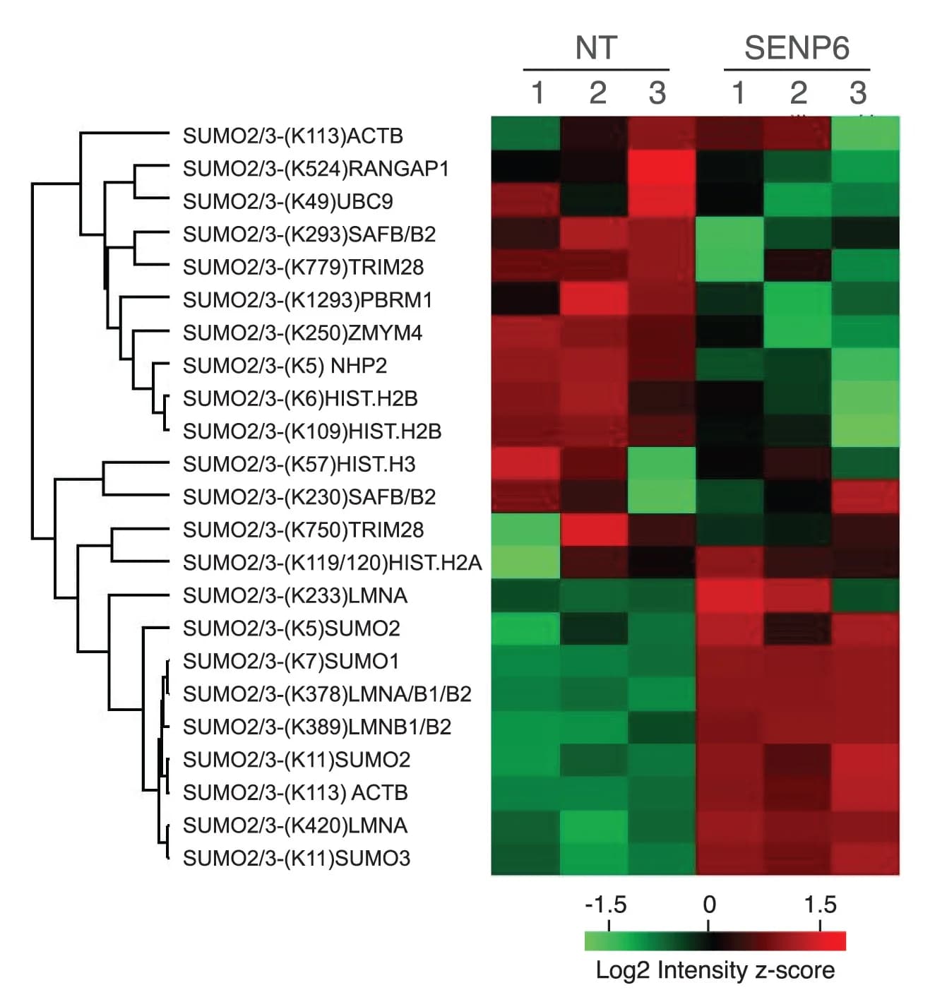Open access visualization of Heatmap, Clustered, Hierarchical Clustering, Z Scores, Log2 Intensity