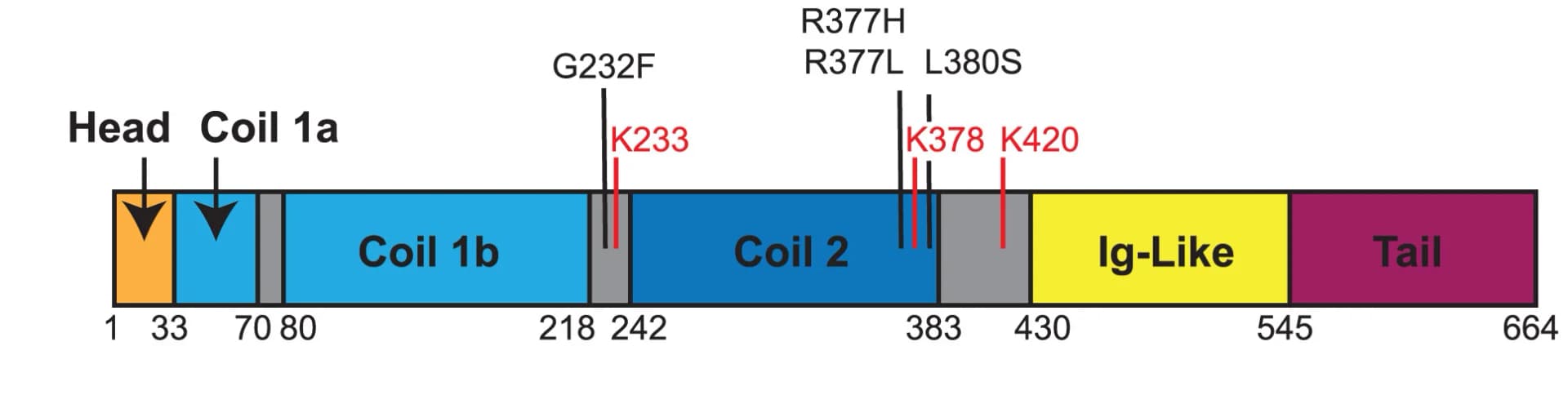 Open access visualization of Illustration, Lamin A, SUMOylation, Laminopathy, Mutation