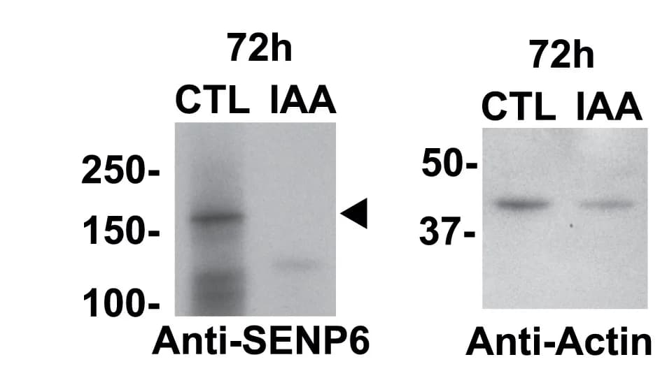 Open access visualization of Gel, Western Blot, SENP6, Actin, Cell Extracts