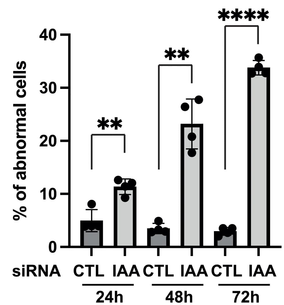 Open access visualization of Bar Plot, Error Bars, Clustered, Quantification, HeLa Cells