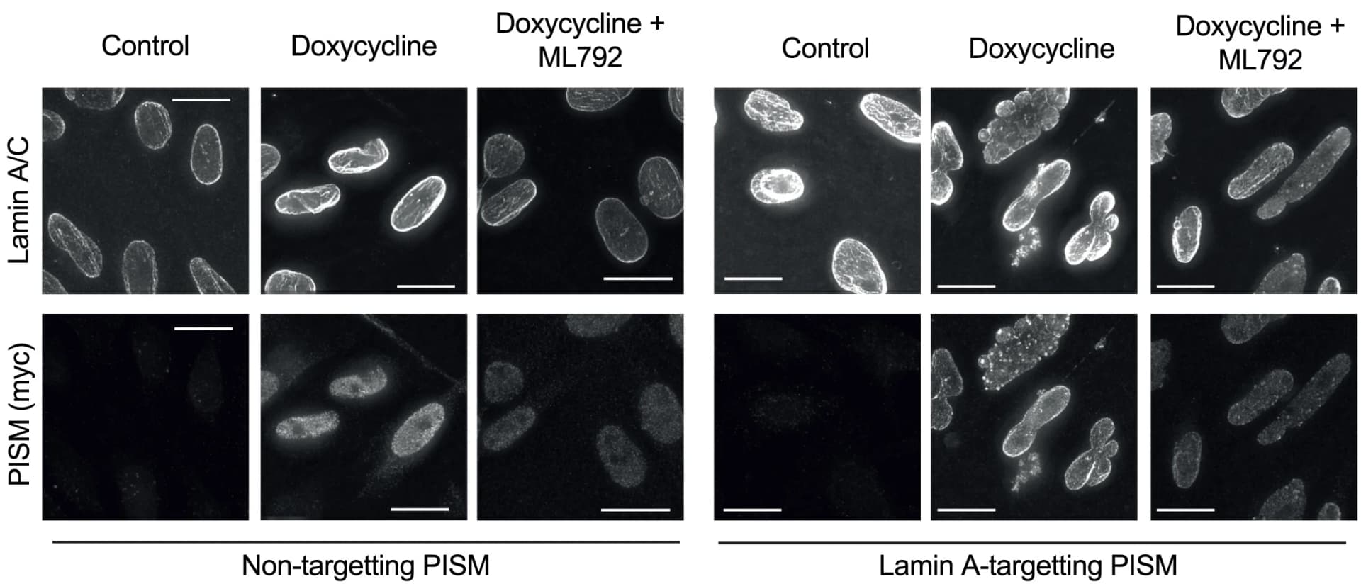 Open access visualization of Microscopy, DOX Induction, HeLa Flp-In T-Rex Cells, PISM, DARPin