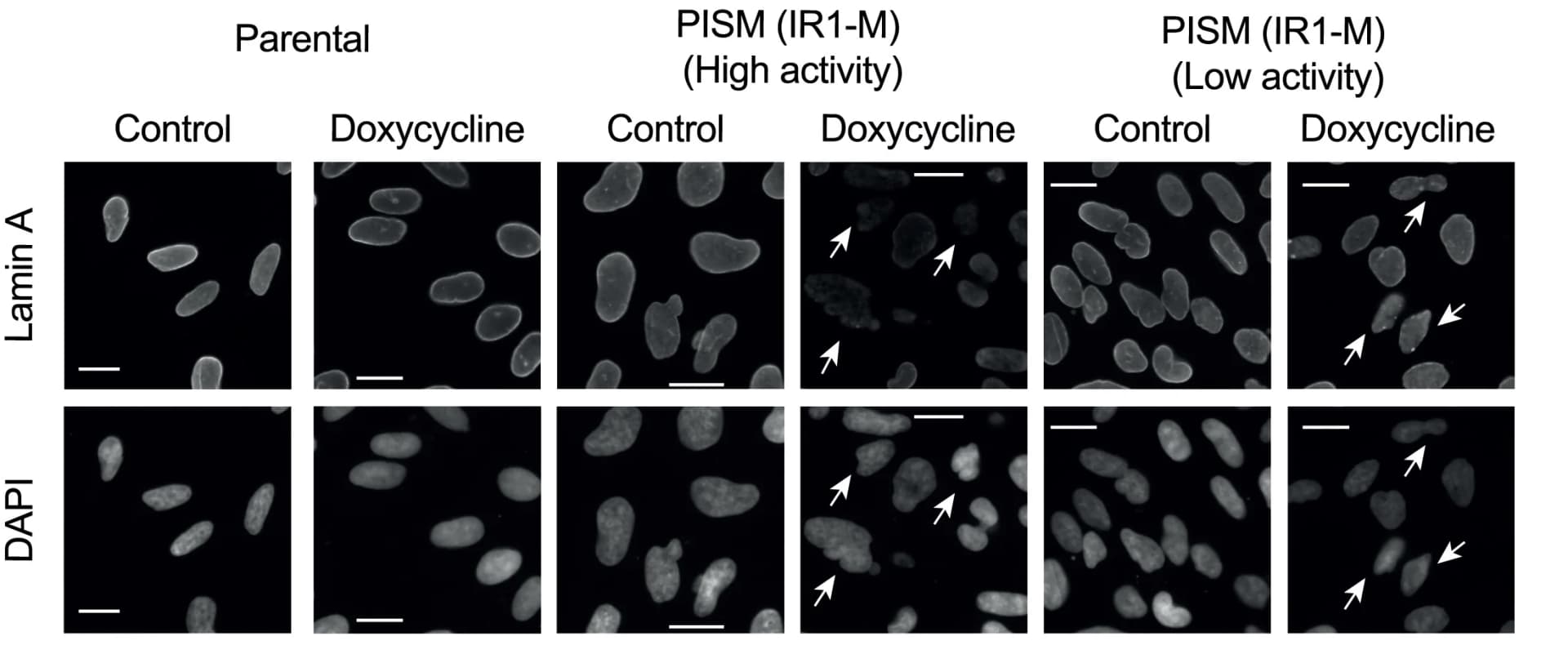 Open access visualization of Microscopy, Lamin A, PISM, HeLa Cells, Immunofluorescence