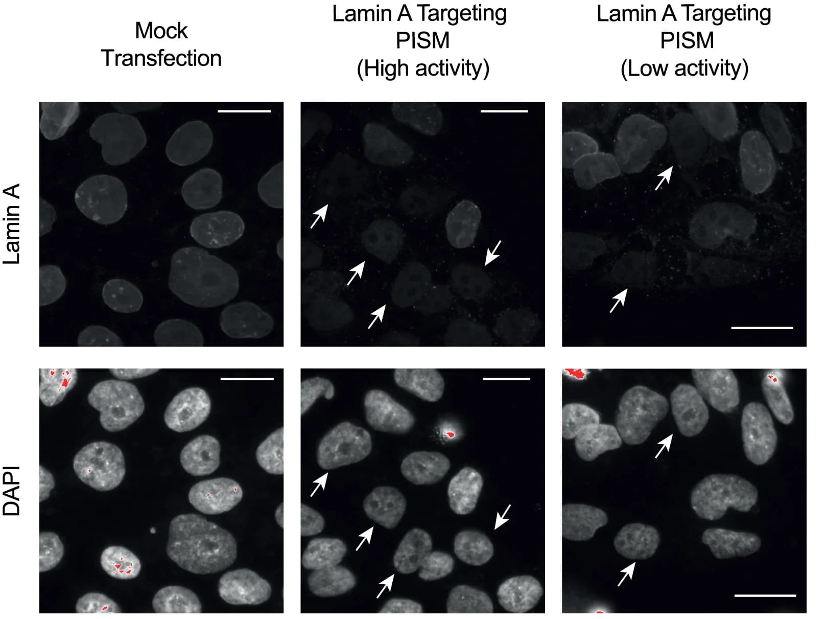 Open access visualization of Microscopy, Human IPS Cells, Lamin A, Transfection, Immunofluorescence