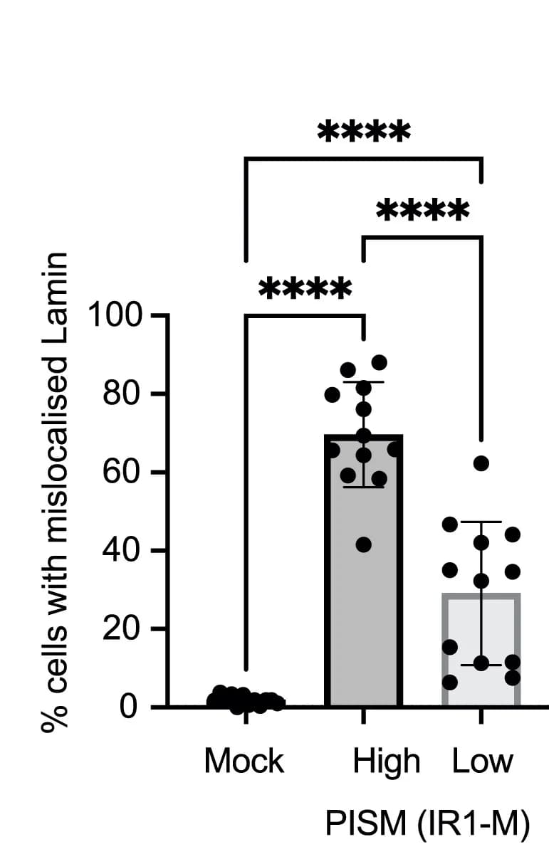 Open access visualization of Bar Plot, Error Bars, Lamin A, Mislocalization, Quantification