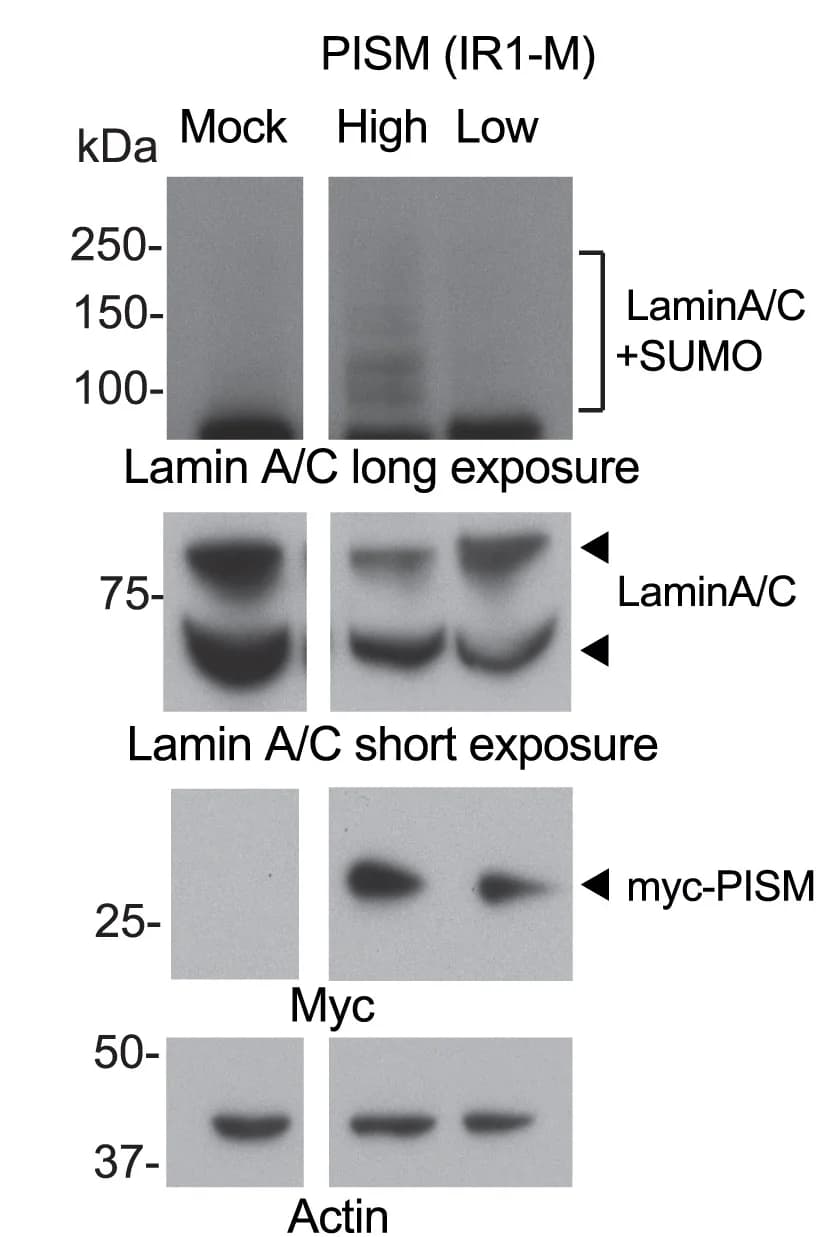 Open access visualization of Gel, Western Blot, Lamin A/C, Myc Tag, Actin