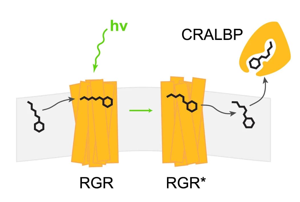 Open access visualization of Workflow, Illustration, RGR turnover, all-trans-retinal, 11-cis-retinal