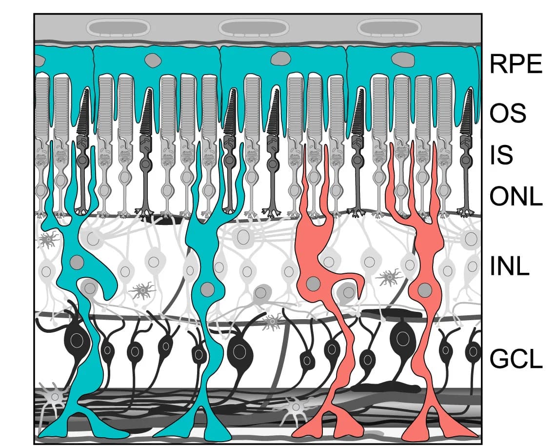 Open access visualization of Illustration, Retina, RPE Cells, Photoreceptor Outer Segments, Photoreceptor Inner Segments