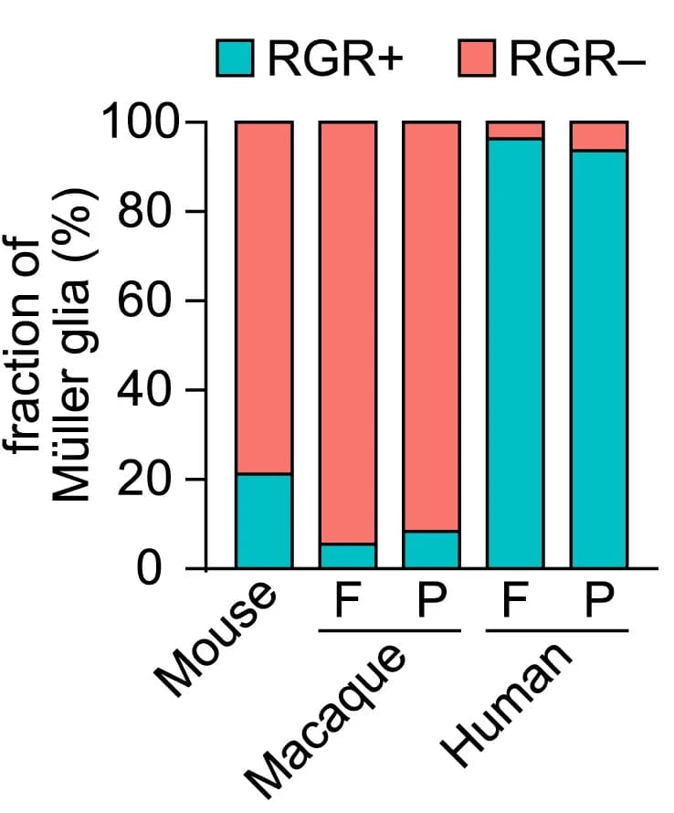 Open access visualization of Stacked Bar Plot, Muller glia, Mouse, Macaque, Human