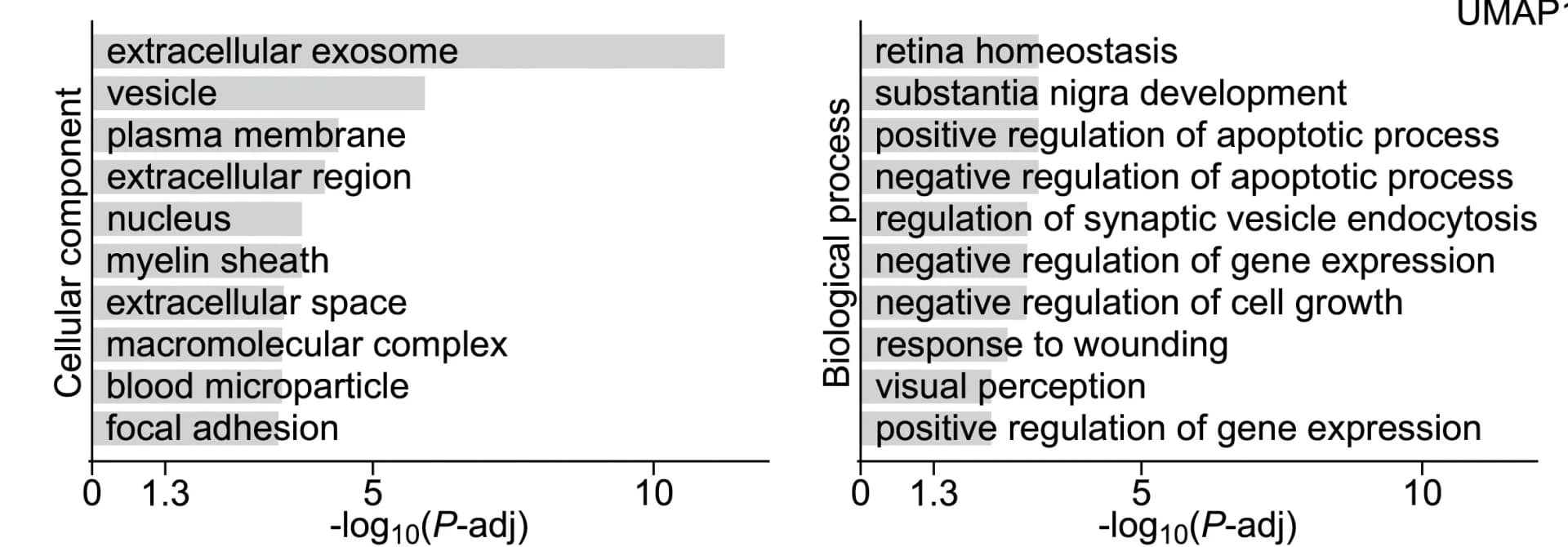 Open access visualization of Bar Plot, GO Terms, Cellular Component, Biological Process, Macaque