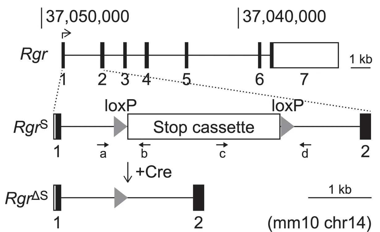 Open access visualization of Workflow, Illustration, Rgrmouse Model, Stop Cassette, Cre Recombinase