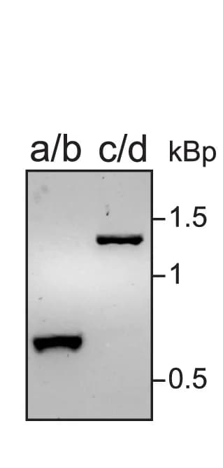 Open access visualization of Gel, Stop Cassette Integration Sites, Genomic DNA, PCR, Sanger Sequencing