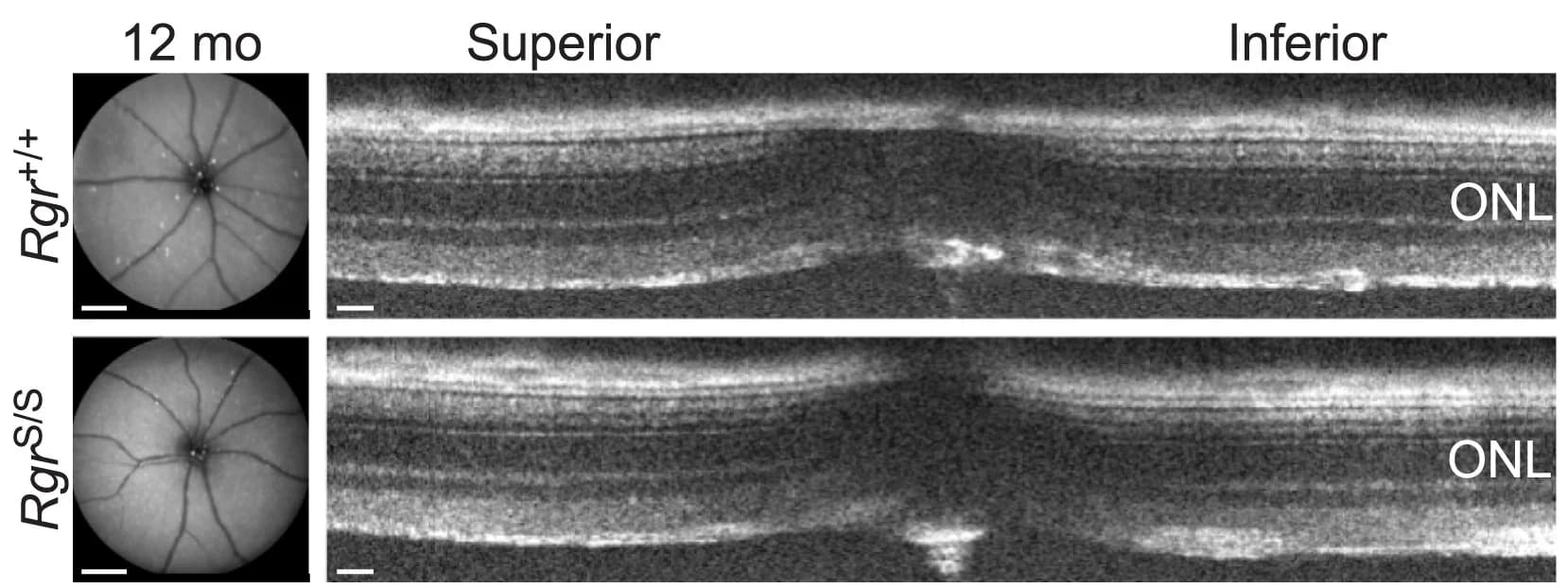 Open access visualization of Microscopy, Photo, SLO, Retinal OCT, Rgr+/+ Animals