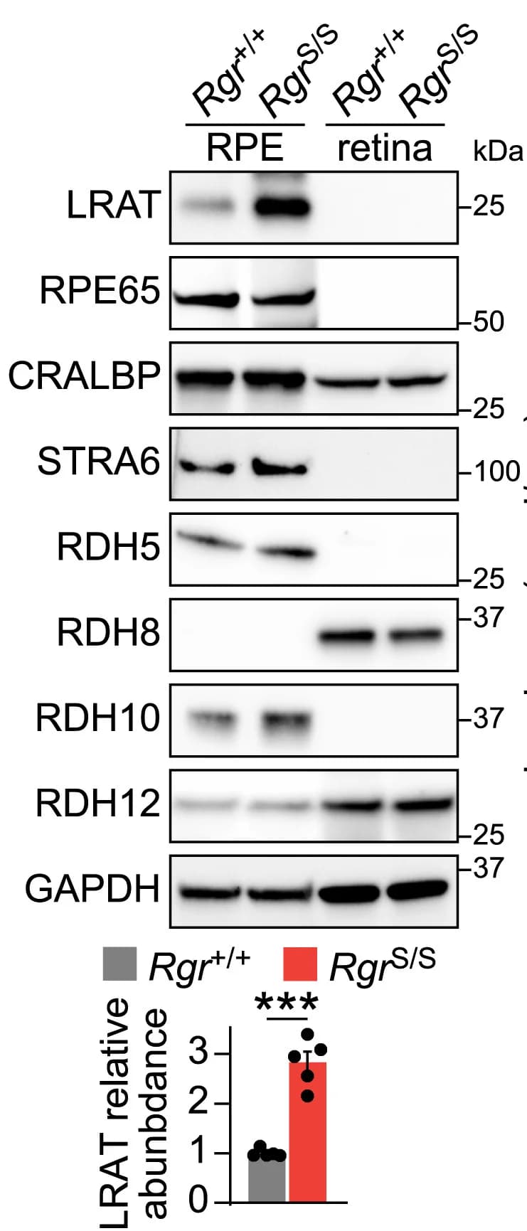 Open access visualization of Gel, Bar Plot, Immunoblots, LRAT, RPE65
