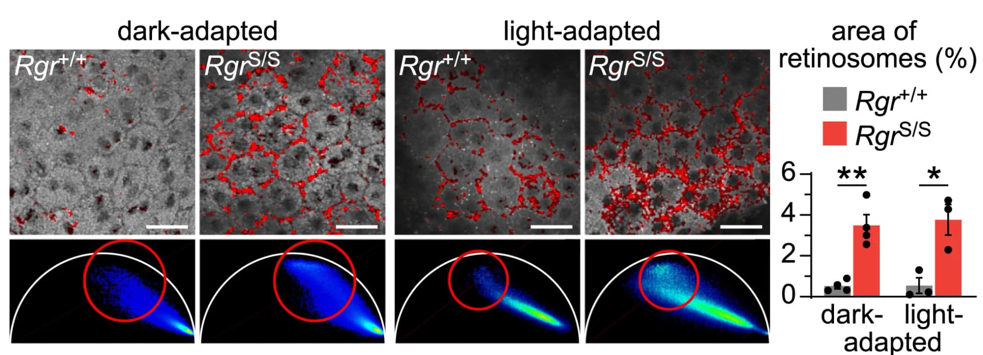 Open access visualization of Bar Plot, Microscopy, Retinoid Distribution, RPE, Fluorescence Intensity Images