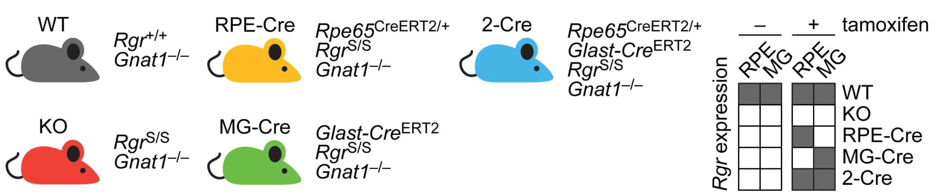 Open access visualization of Illustration, Mouse Lines, RPE, Muller glia, Cre Recombinase