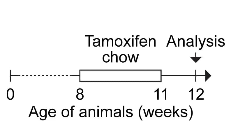 Open access visualization of Workflow, Illustration, Tamoxifen, Cre Recombinase, Rgr