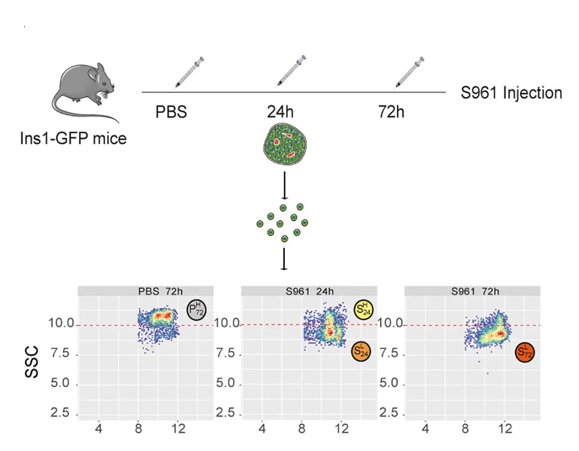 Open access visualization of Scatter Plot, Workflow, Illustration, Flow Cytometry, Beta Cells