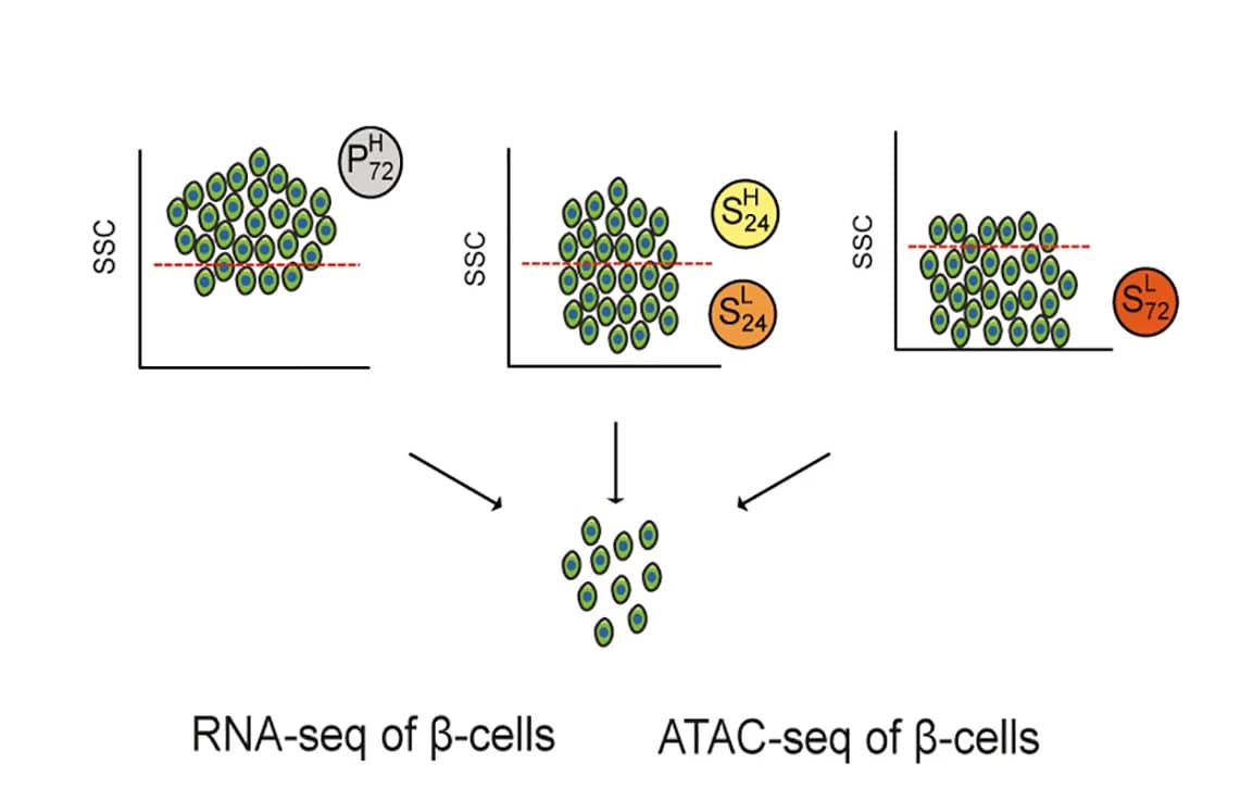Open access visualization of Scatter Plot, Workflow, ATAC-seq, RNA-seq, Beta Cells