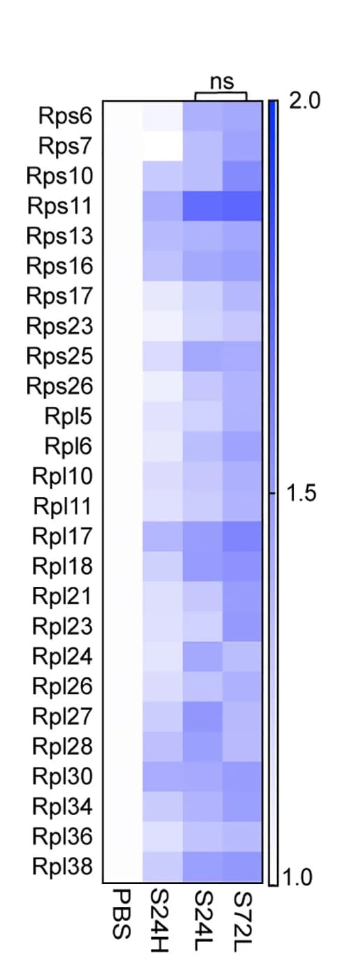 Open access visualization of Heatmap, Ribosomal Proteins, Beta Cells, PBS, S961