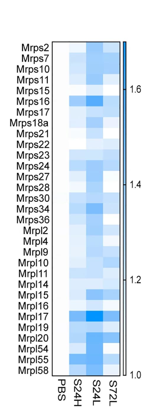 Open access visualization of Heatmap, Mitochondrial Ribosomal Proteins, Beta Cells, PBS, S961