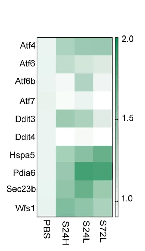 Open access visualization of Heatmap, ER-stress-related Genes, Beta Cells, PBS, S961