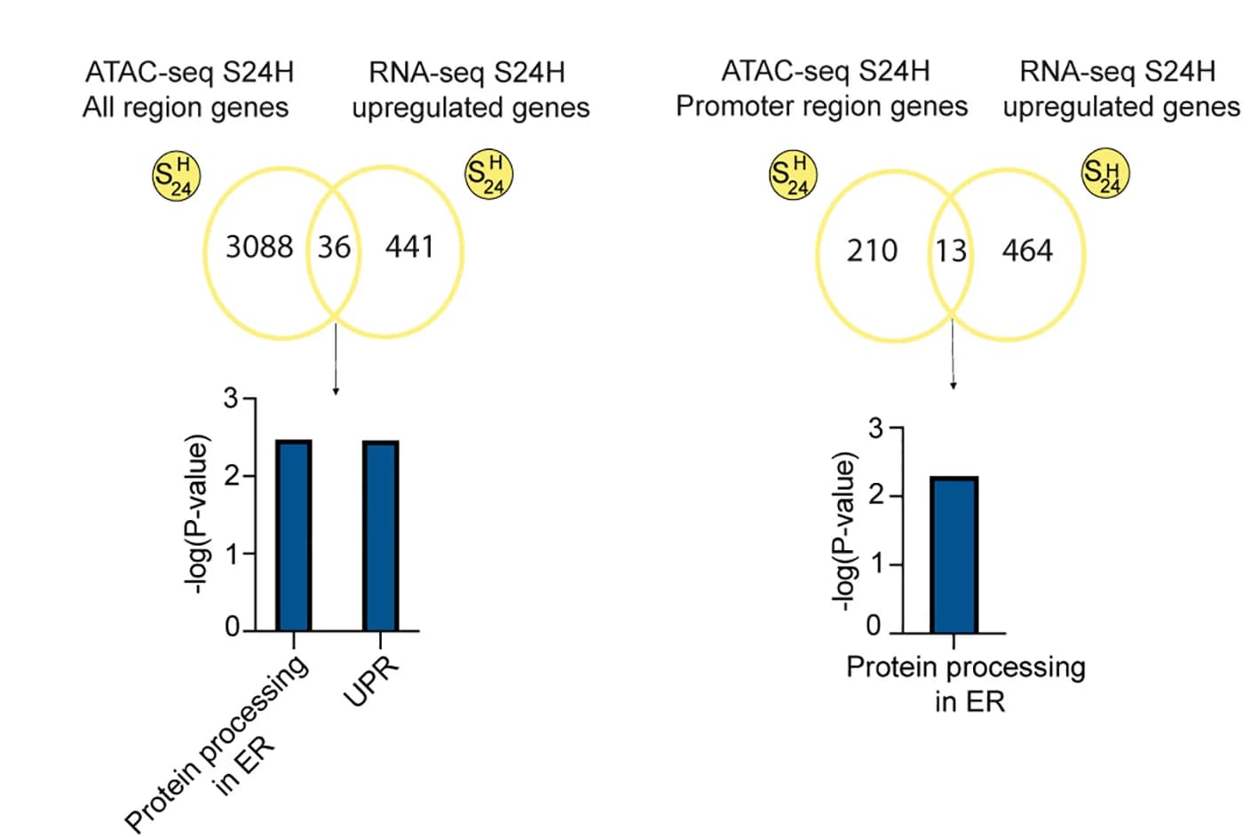 Open access visualization of Bar Plot, Venn Diagram, ATAC-seq, RNA-seq, Beta Cells