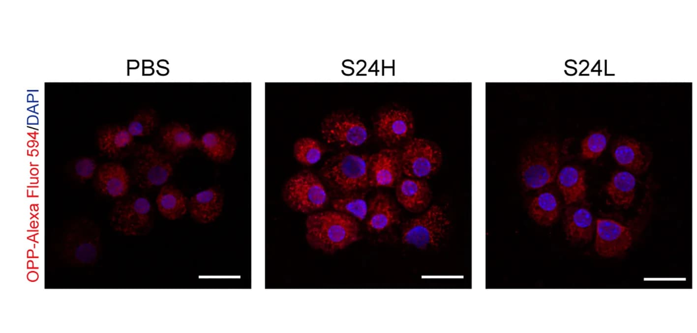 Open access visualization of Microscopy, Protein Synthesis, OPP, Beta Cells, SSC